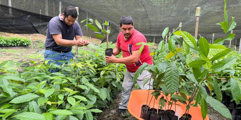 Viveros forestales apoyan modelos de ganadería sin deforestación