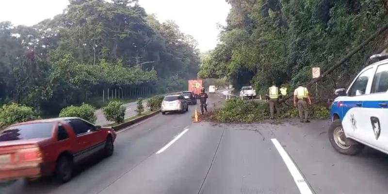 Provial apoya en labores de limpieza tras caída de árbol en la Ruta Interamericana