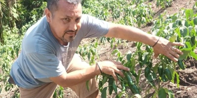 Brindan asistencia técnica a productores de chile en Melchor de Mencos