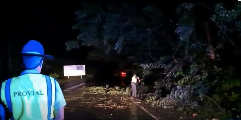 Brigadas de Provial retiran árbol caído y restablecen tránsito en la ruta al Atlántico