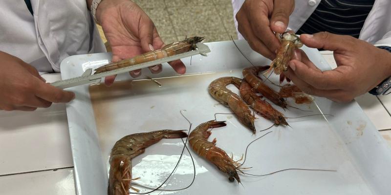 Analizan muestras de camarón del Pacífico para determinar época de reproducción