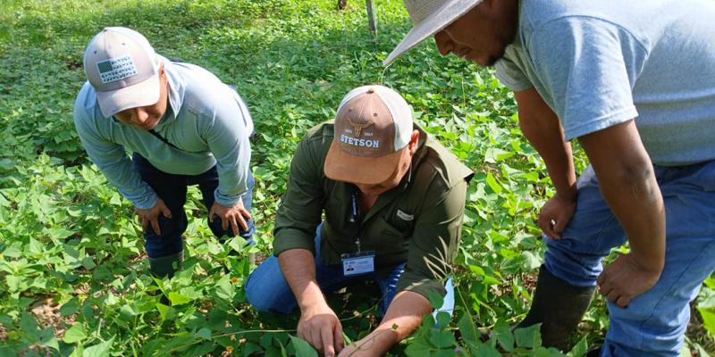 Apoyan con asistencia técnica fortalecimiento de la producción de frijol
