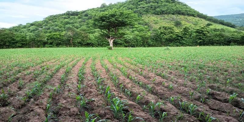 Brindan apoyo técnico para garantizar desarrollo de cultivo de maíz 