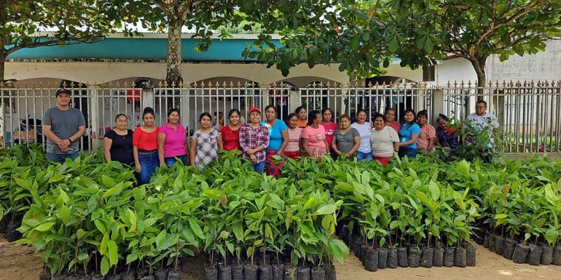 Dan impulso la producción de cacao en Poptún