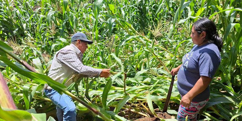 Evalúan y dan seguimiento a daños en cultivos por lluvias en Sacatepéquez 