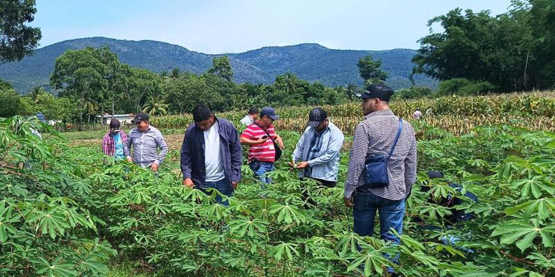 Fortalecen capacidades de extensionistas en cultivo de yuca