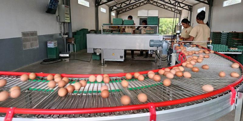 Fortalecen controles para garantizar la inocuidad del huevo que consumen los guatemaltecos