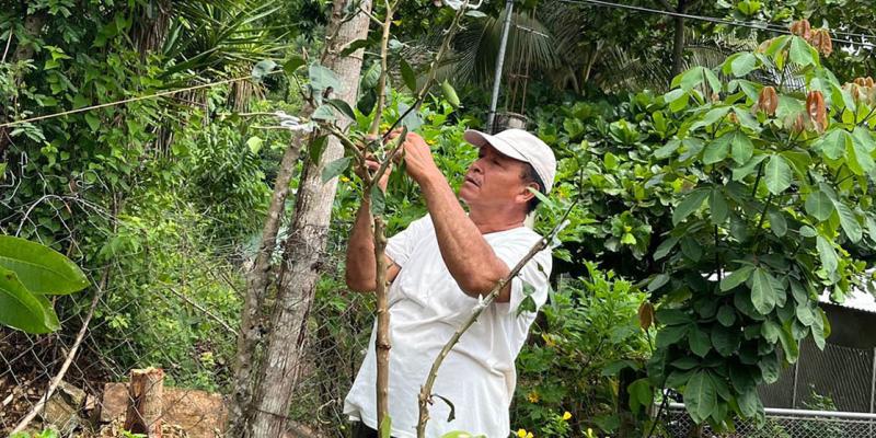 Injertación de frutales mejora producción de huertos familiares de San Benito