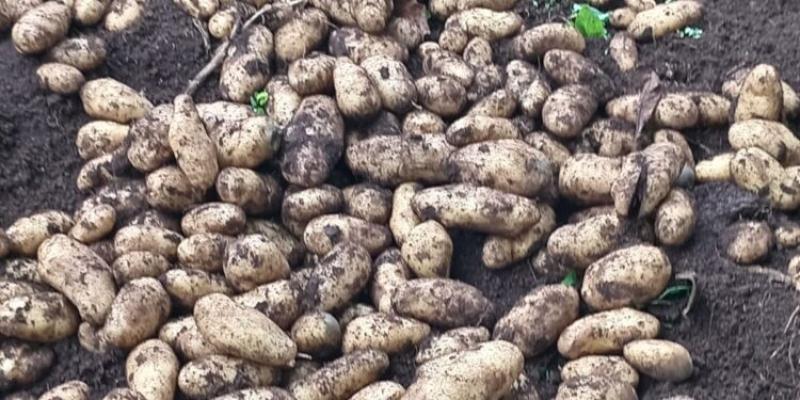 Innovación para mejorar la calidad de la papa en Guatemala