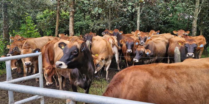 Jornada de control sanitario para prevenir tuberculosis y brucelosis bovina