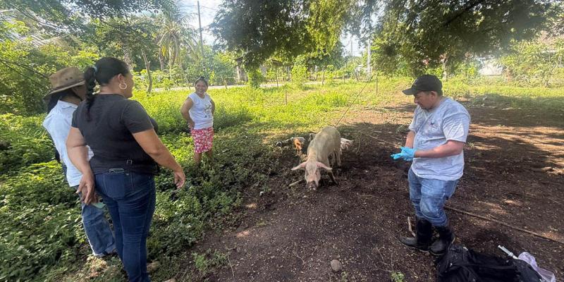 Jornada de vigilancia epidemiológica fortalece sanidad porcina en Escuintla