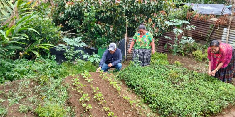 Más de 92 mil familias recibirán alimentos por acciones