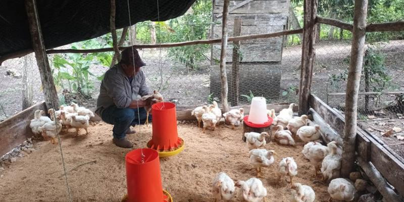 Monitoreo sanitario fortalece la producción avícola en Melchor de Mencos