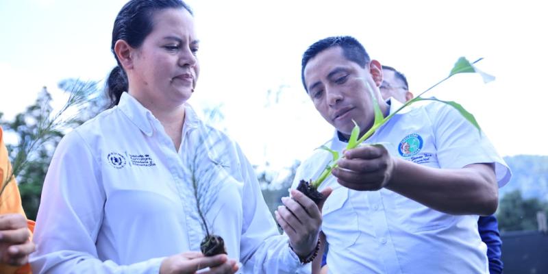 Procesos y técnicas innovadoras garantizan éxito de producción en Alta Verapaz