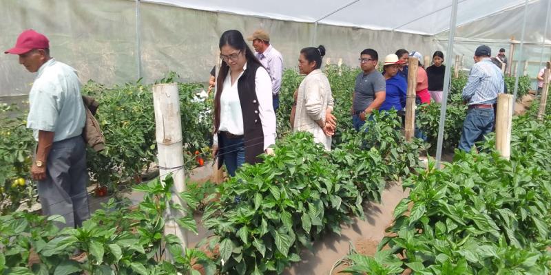 Productores de tomate de San Marcos se capacitan en técnicas de manejo de cultivo