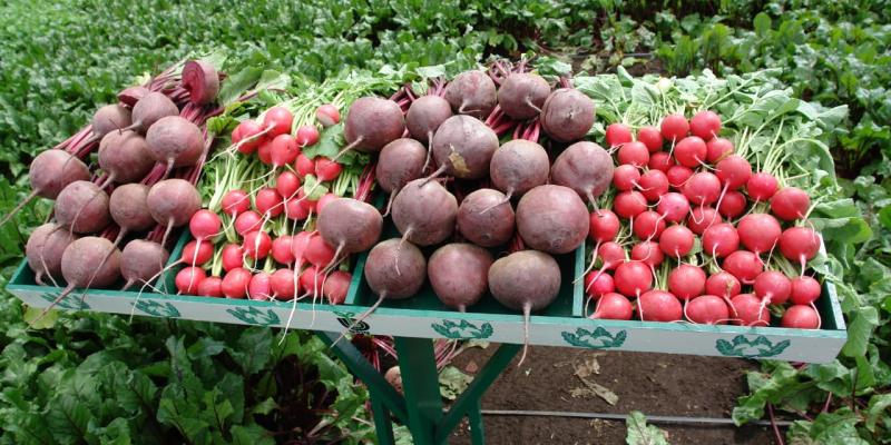 Promueven consumo y producción sostenible de frutas y verduras