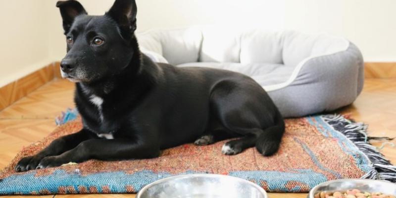 Proteger a las mascotas ante las intensas lluvias