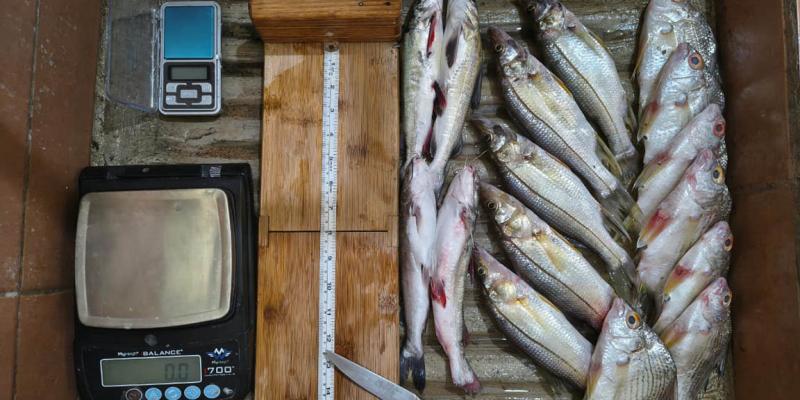 Realizan monitoreo biológico de pesca continental en Río Dulce, Izabal