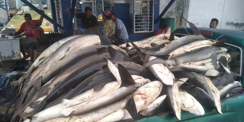 Realizan monitoreos e inspecciones pesqueras en la costa del Pacífico