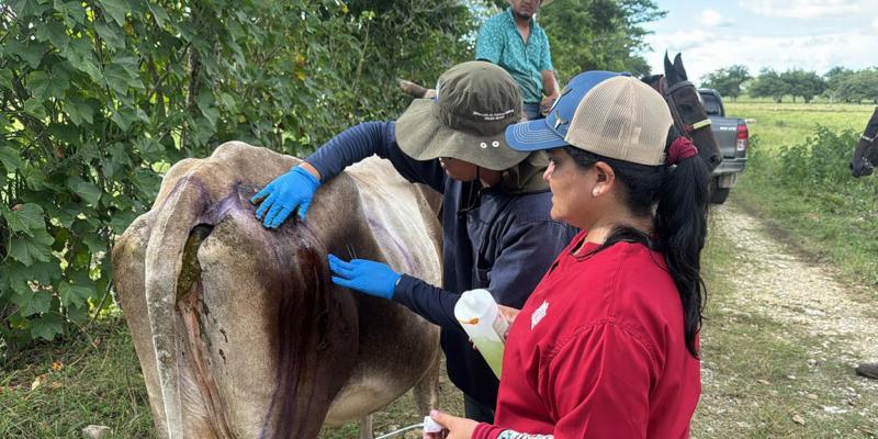 Refuerzan inspecciones y control pecuario para contener el Gusano Barrenador