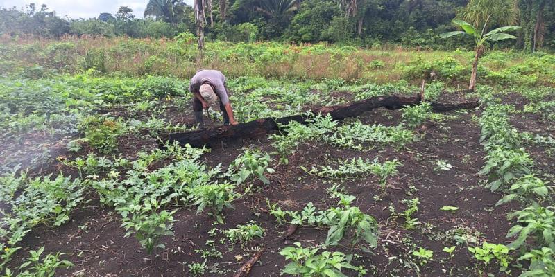 Se brinda asistencia técnica en huertos familiares en Petén