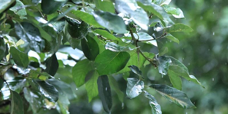 Se mantiene monitoreo agrometeorológico en 110 municipios por exceso de lluvias y riesgo agropecuario
