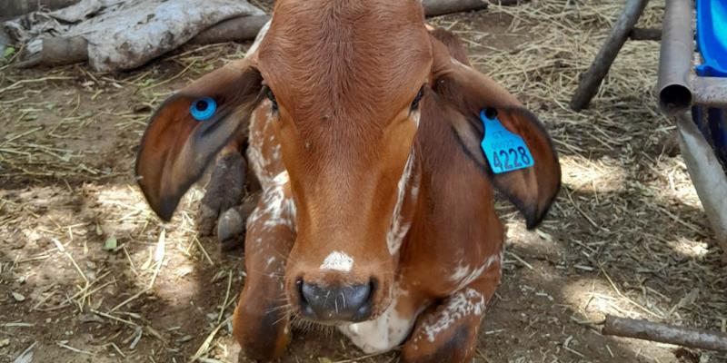 Sistema Nacional de Trazabilidad refuerza control sanitario en la producción pecuaria