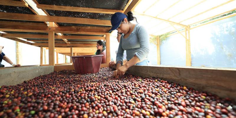 Café: motor del desarrollo rural de Guatemala
