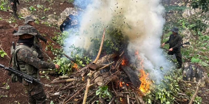 Ejército de Guatemala erradicó 150 mil arbustos de hoja de coca en Petén.
