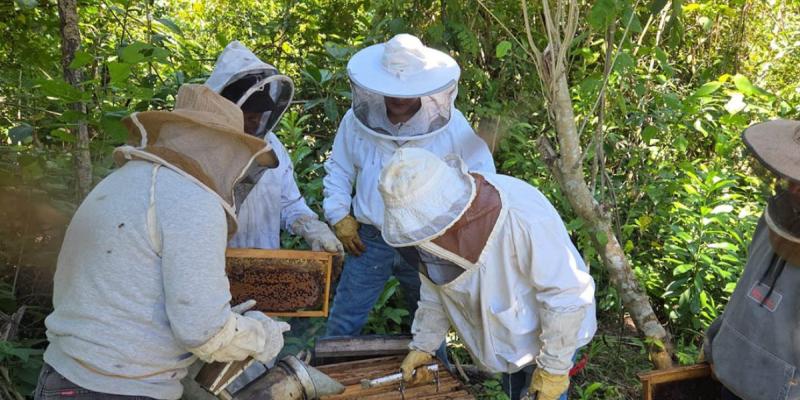 Apicultores de Petén incrementan sus capacidades técnicas y comerciales