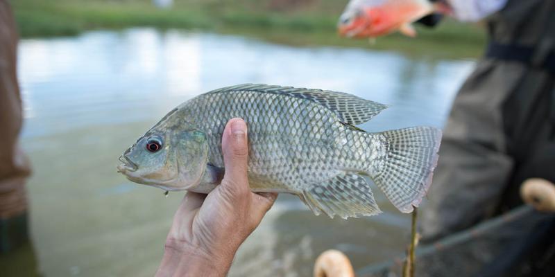 El cultivo de tilapia es una nueva oportunidad económica para las familias