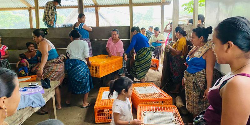 Entregan aves mejoradas a mujeres en Poptún 
