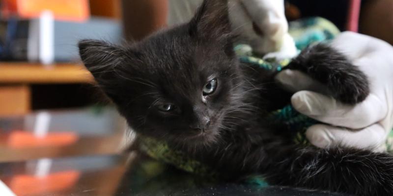 No deje que las pulgas incomoden a su mascota