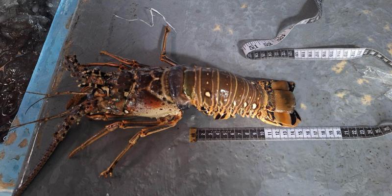 Realizan monitoreo biológico de langosta en Puerto Barrios