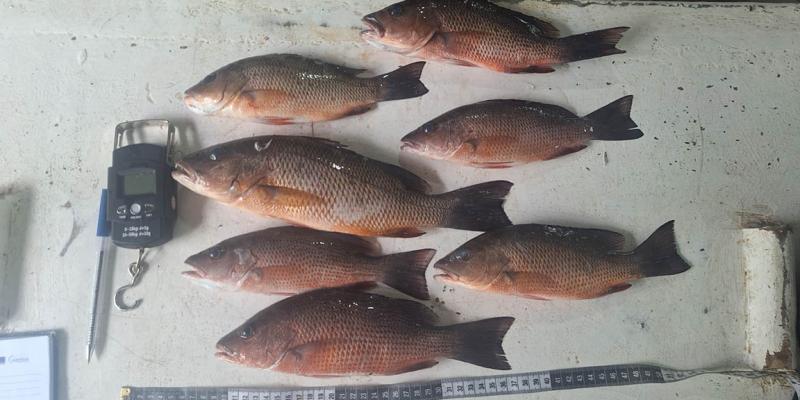 Realizan monitoreo biológico de pargos en Puerto Barrios