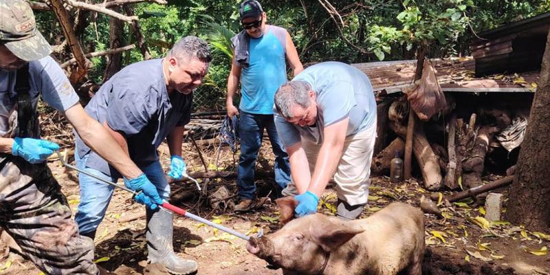Refuerzan vigilancia sanitaria de cerdos de traspatio en Santa Rosa