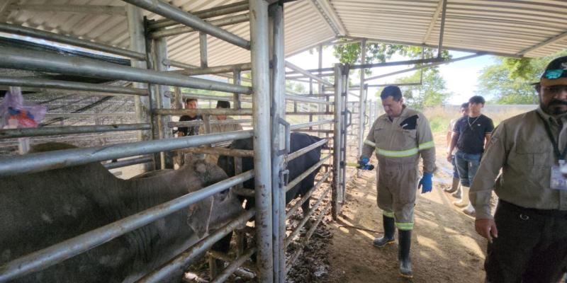 Ministra Rivera Dávila supervisa corrales de inspección para el control del Gusano Barrenador