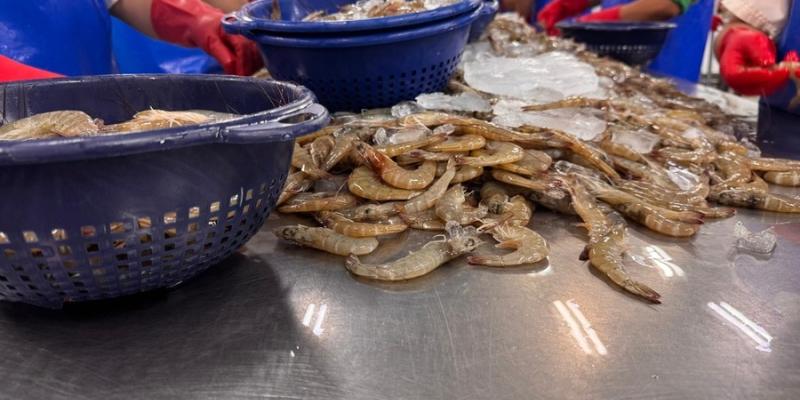 Exportaciones de pescado, atún y camarón superan los Q866 millones y fortalecen la competitividad de Guatemala