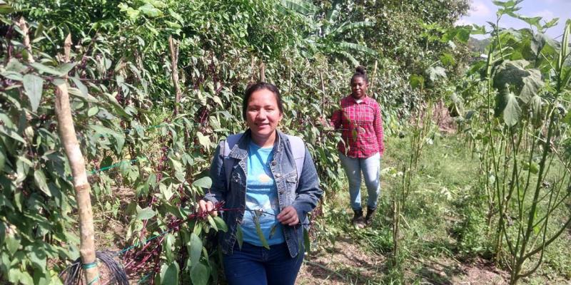 Apoyo y asesoramiento profesional fortalece producciones en Izabal