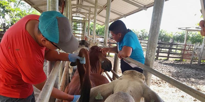 Brindan asistencia técnica para control zoosanitario de bovinos