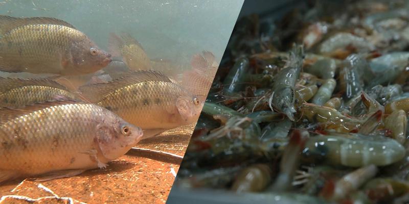 Emitidos 2489 permisos para la importación de peces y mariscos