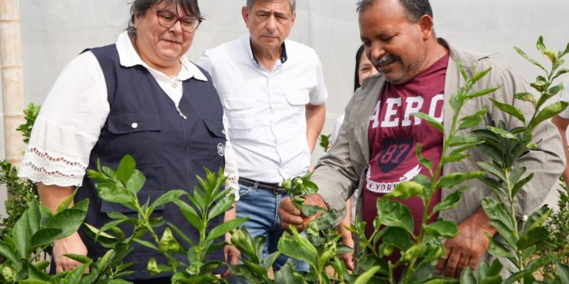 Impulsan producción de cítricos sanos en El Progreso