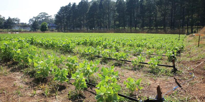 Ingresa nuevo frente frío y alertan al agro ante posibles heladas