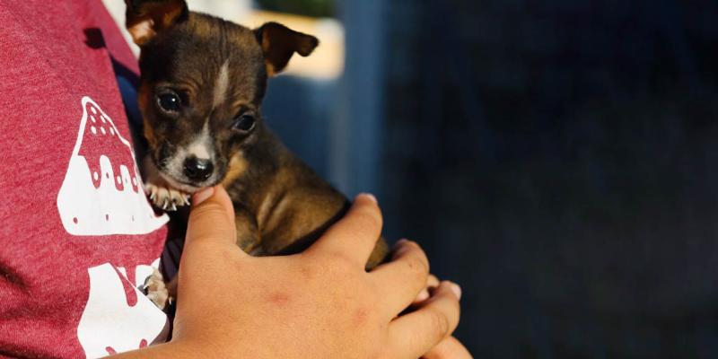 Las fiestas pasan, pero una mascota necesita cuidados todos los días