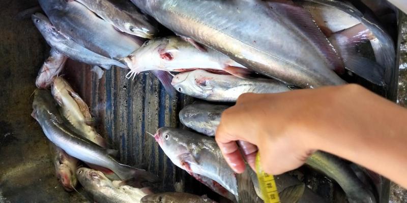 Monitorean captura de especies comerciales en el río La Pasión