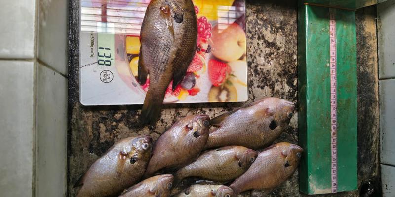 Monitoreo biológico en el lago de Atitlán para identificar especies de peces que se capturan