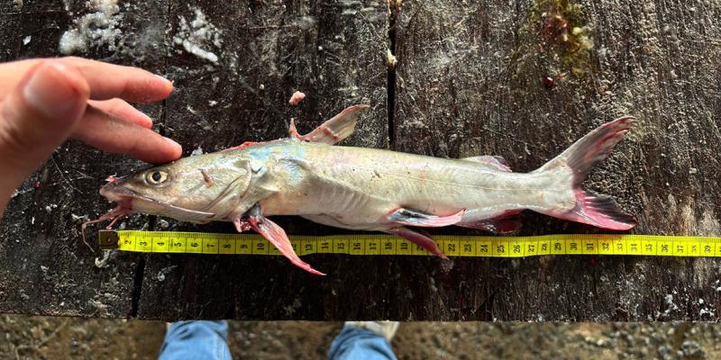 Realizan levantamiento de datos biológicos de pesca artesanal en Izabal