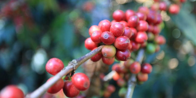 Recomendaciones a productores para prevenir daños por descenso de temperaturas 