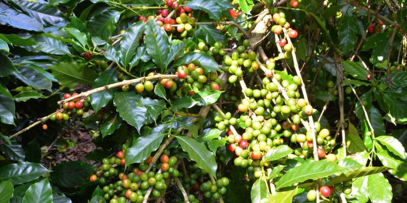 Se acerca nuevo frente frío y estas son las recomendaciones agropecuarias