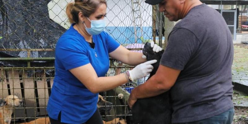 Brindan atención sanitaria a los animales resguardados en Morales, Izabal*